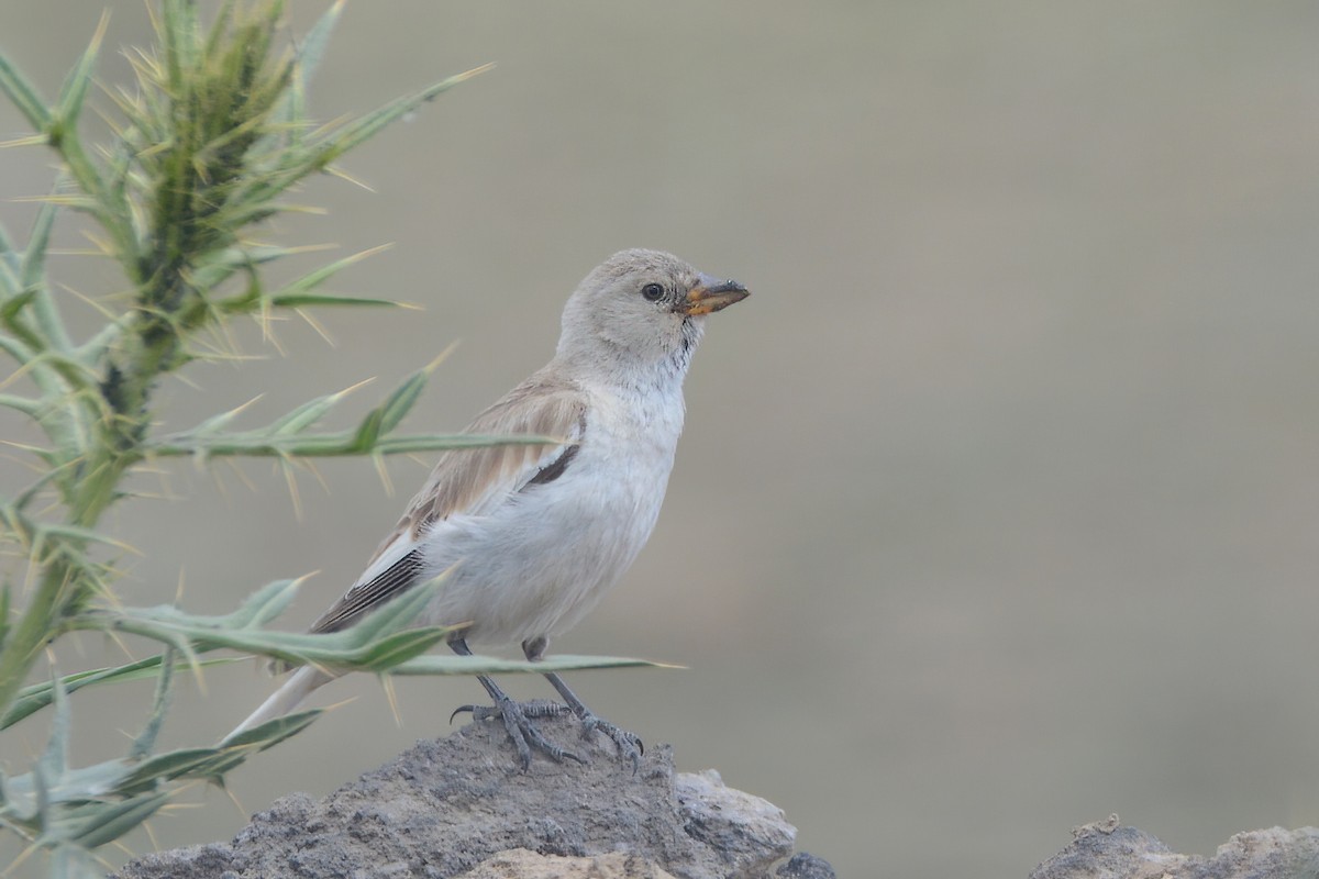 White-winged Snowfinch - ML593092901