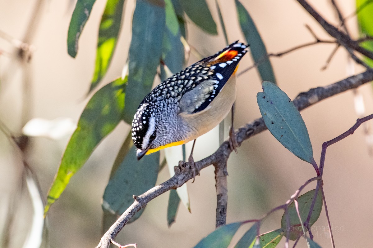 Spotted Pardalote - ML593096401