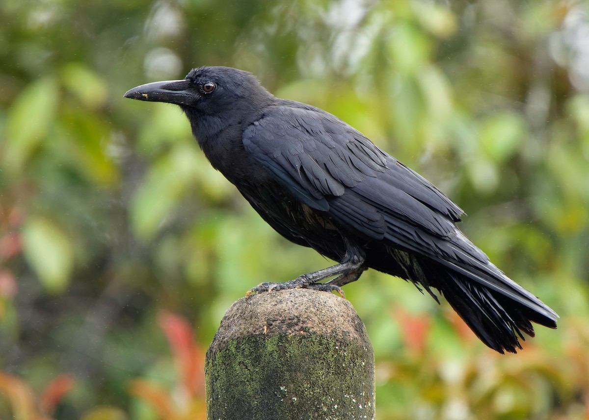 Slender-billed Crow - ML593101061