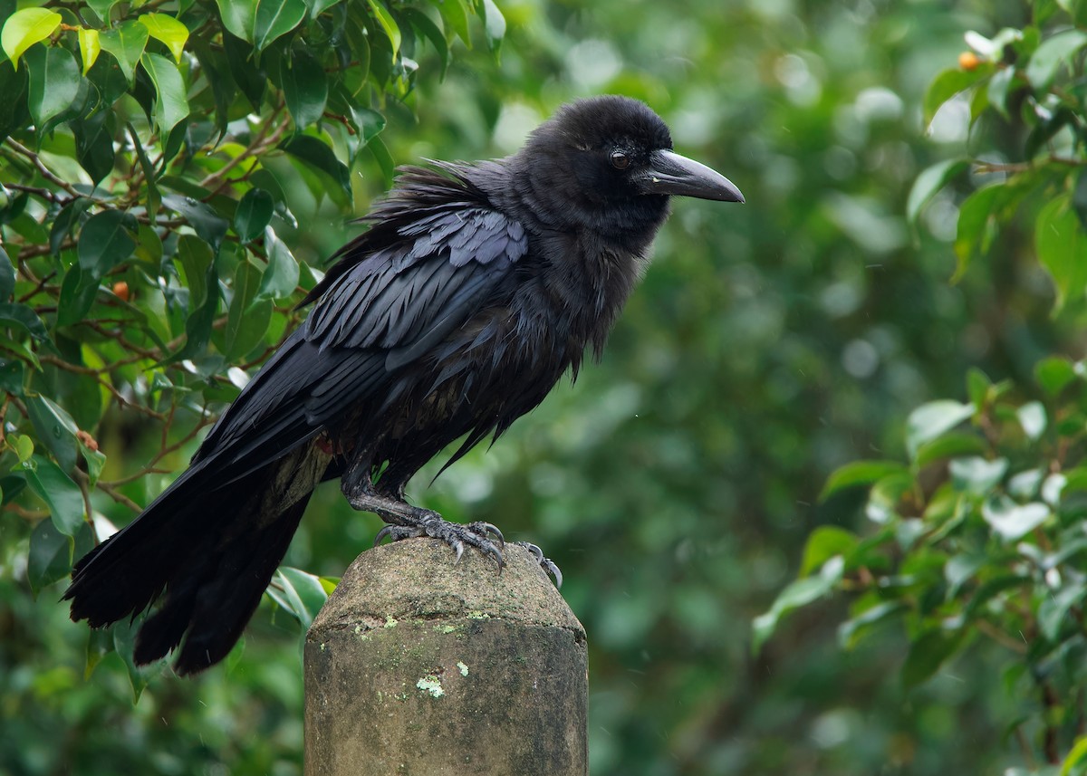 Slender-billed Crow - ML593101091