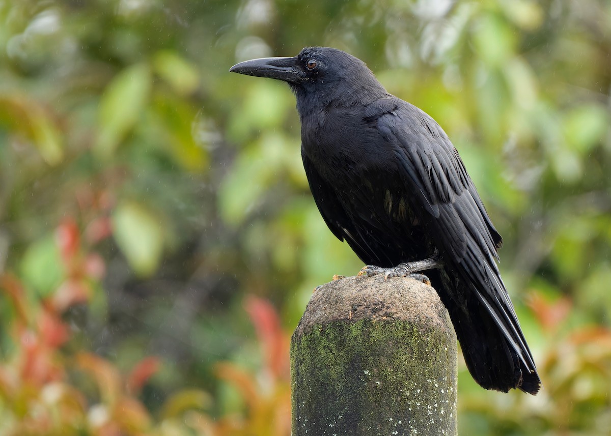 Slender-billed Crow - ML593101181