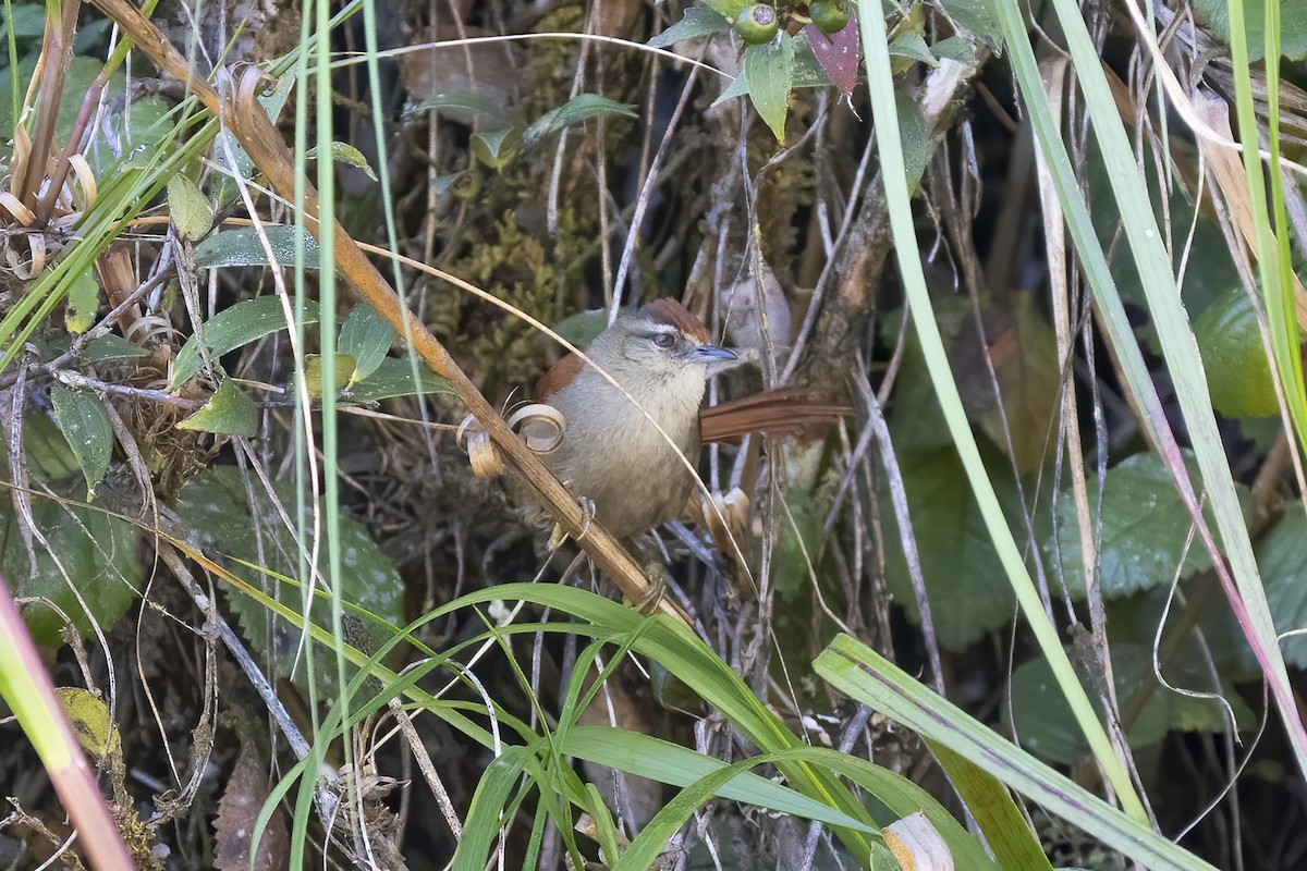 Marcapata Spinetail - ML593105561