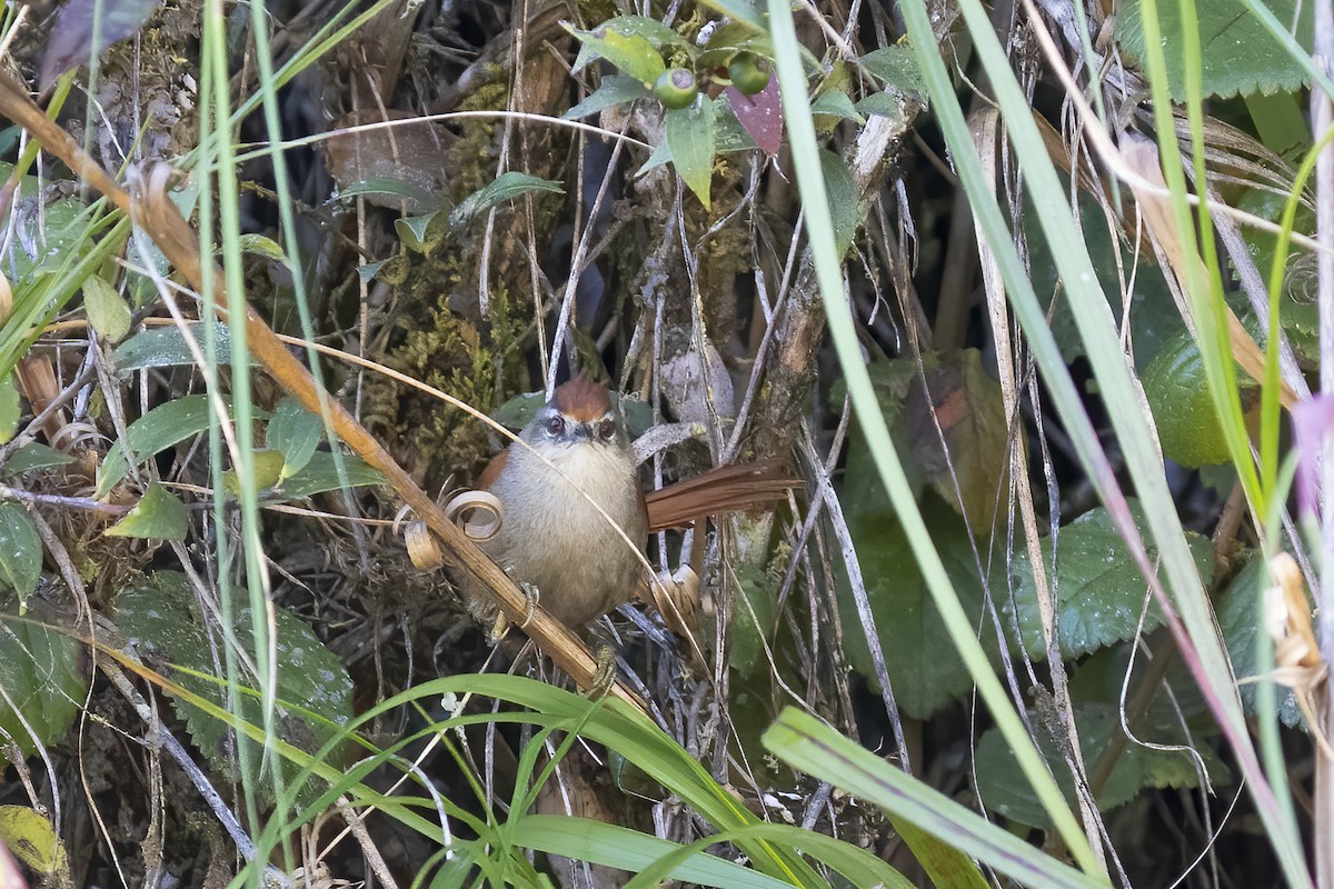 Marcapata Spinetail - ML593105571