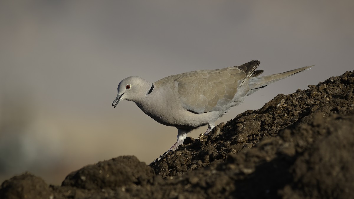 Eurasian Collared-Dove - ML593108231