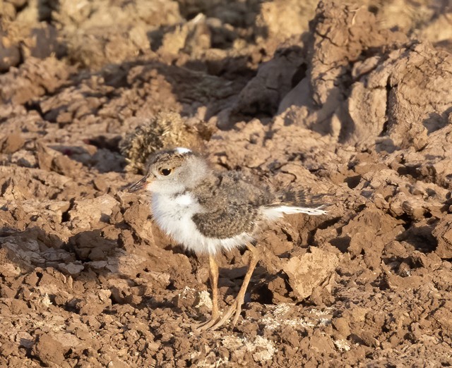 Three-banded Plover - ML593109691