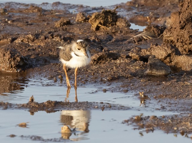 Three-banded Plover - ML593109701