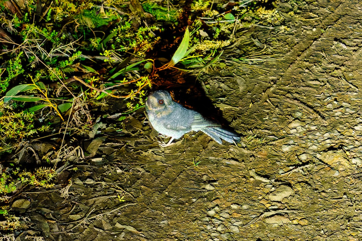Australian Owlet-nightjar - ML593110821