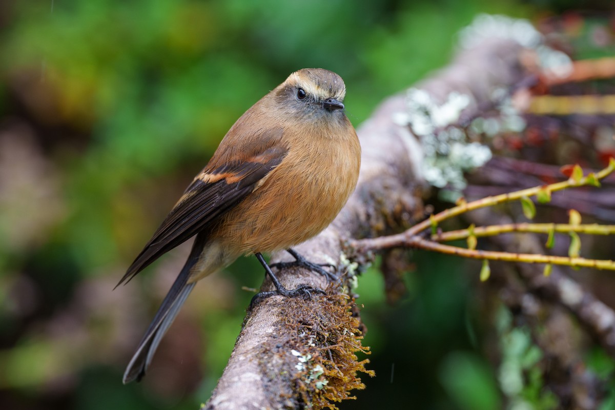 Brown-backed Chat-Tyrant - ML593111461