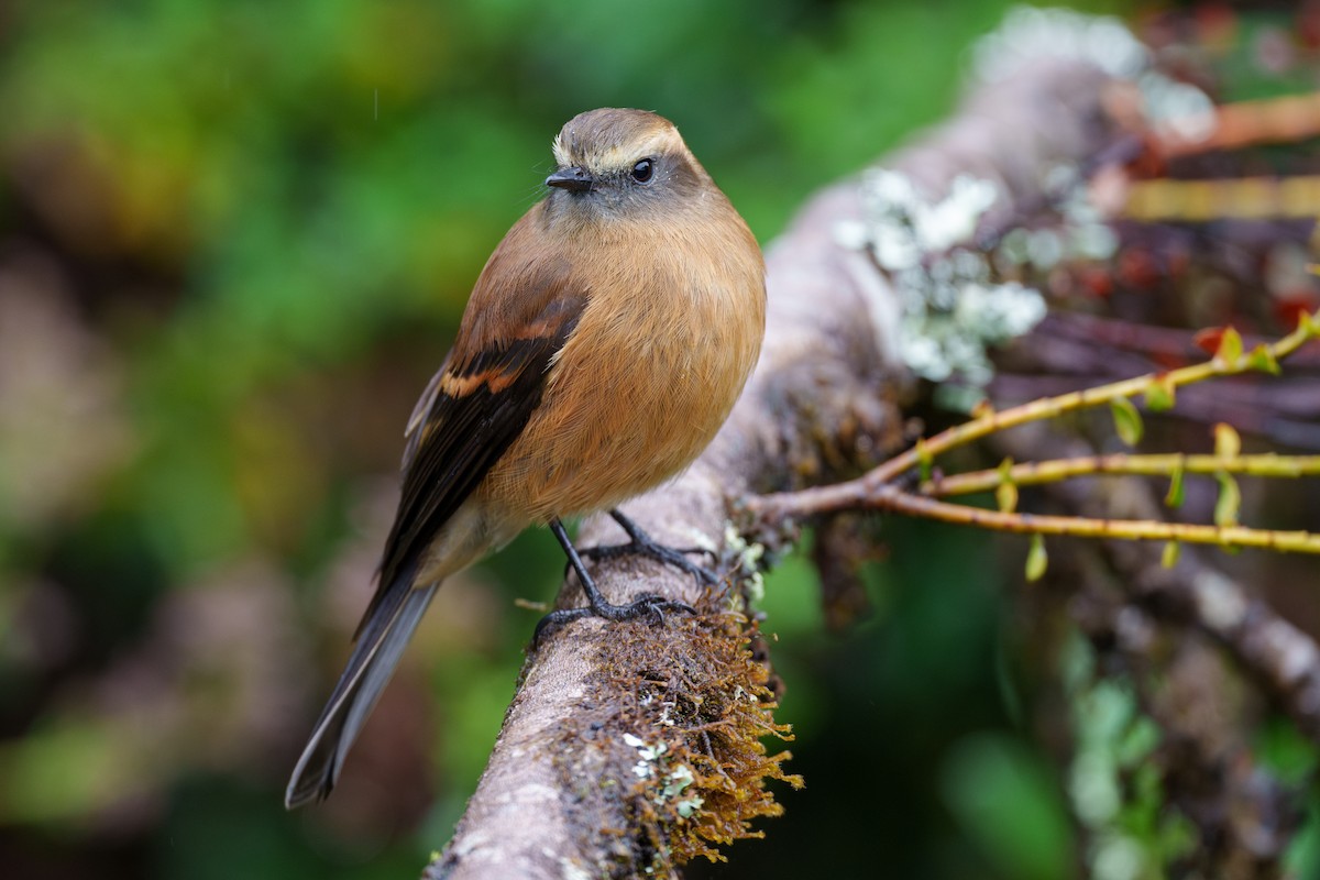 Brown-backed Chat-Tyrant - ML593111471