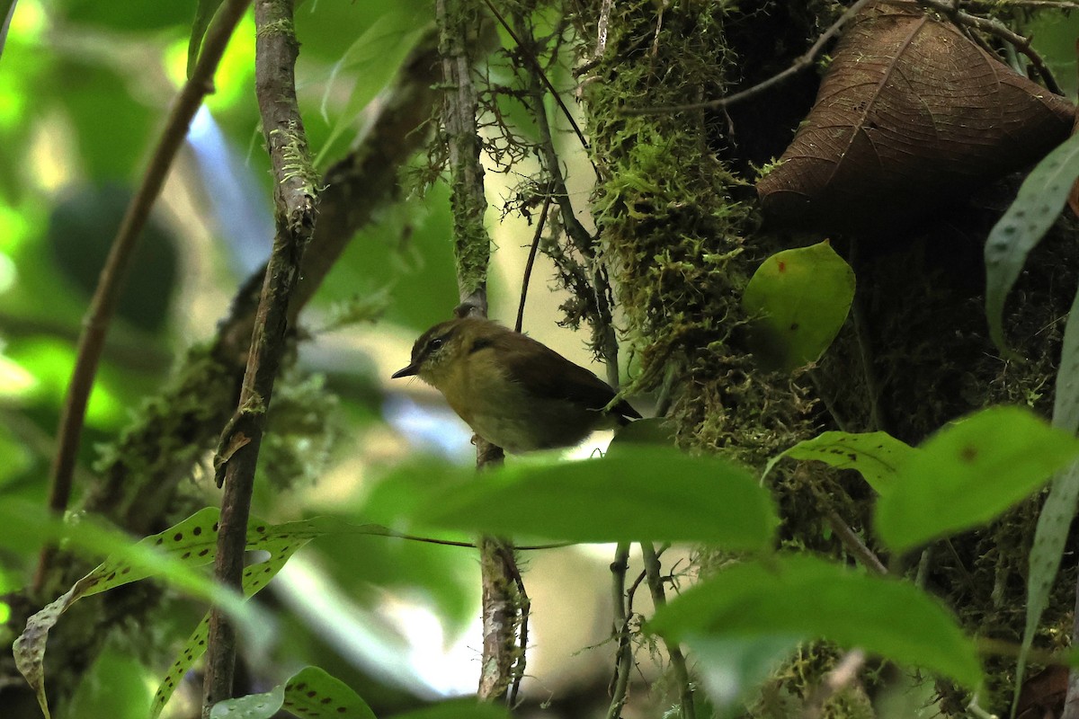 Sulawesi Leaf Warbler - ML593112291