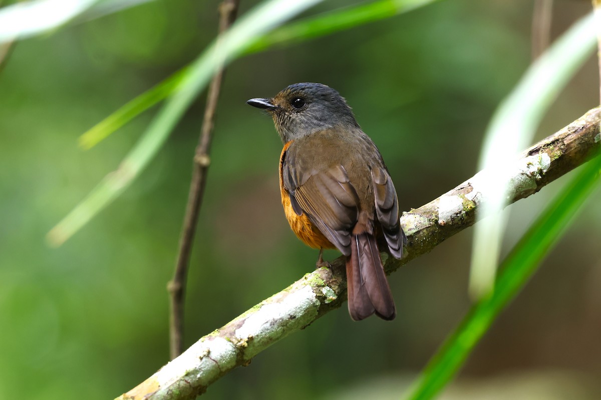 Blue-fronted Flycatcher - ML593112921