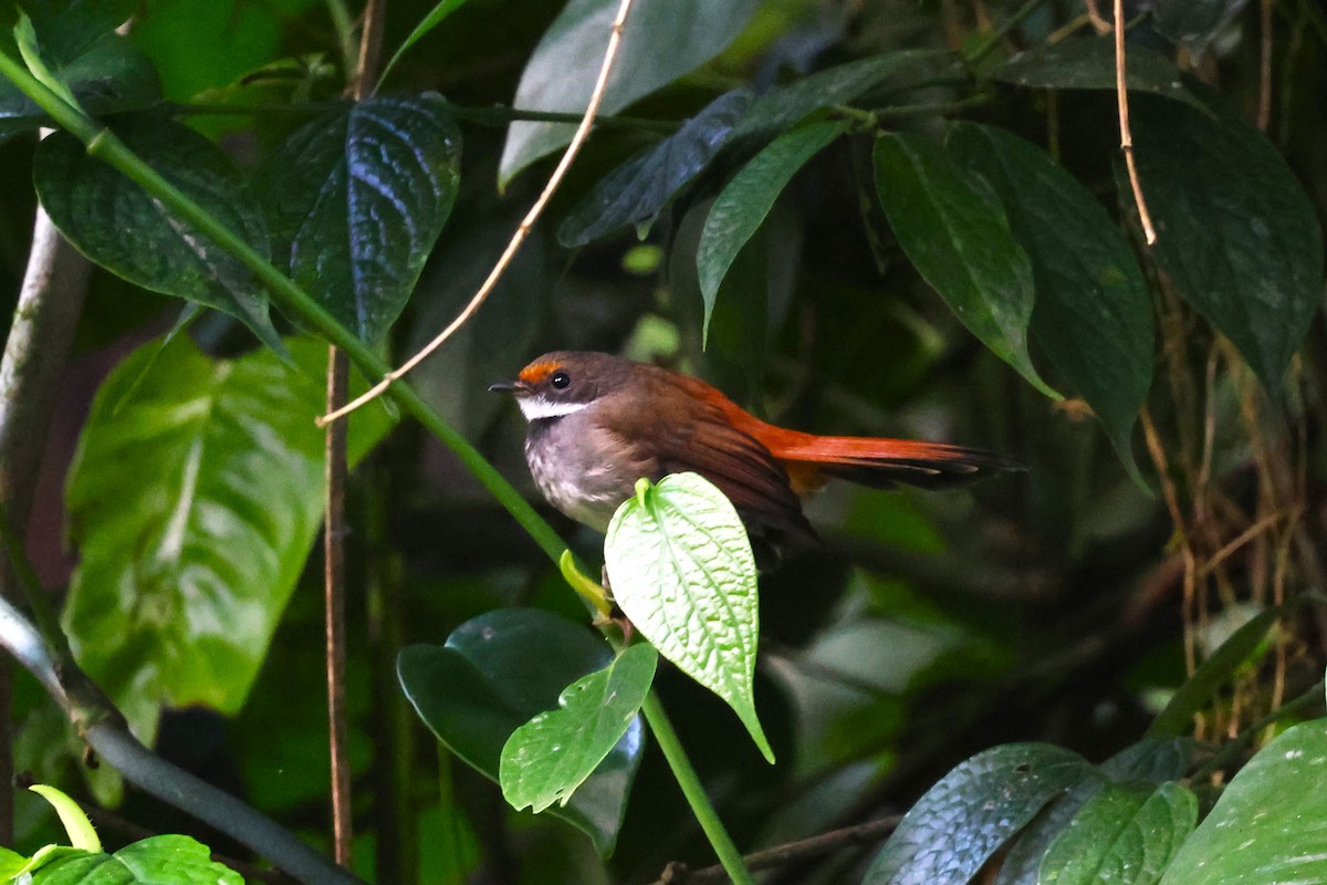 Sulawesi Fantail - 志民 蘇