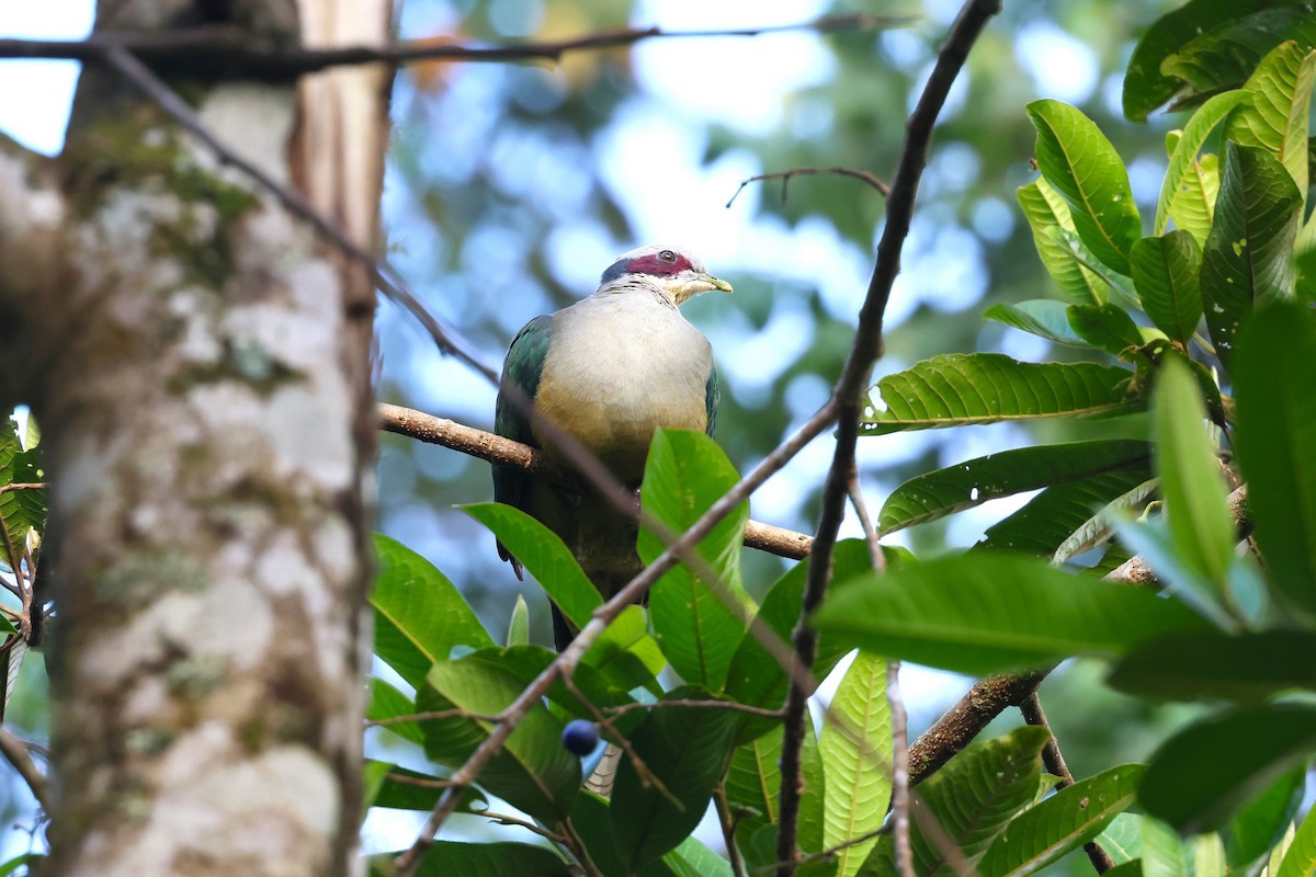 Red-eared Fruit-Dove - ML593113261