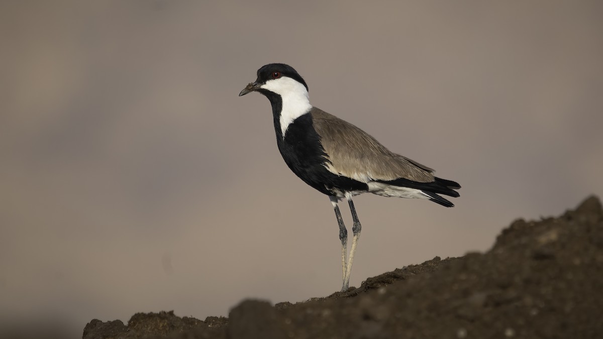 Spur-winged Lapwing - ML593113641