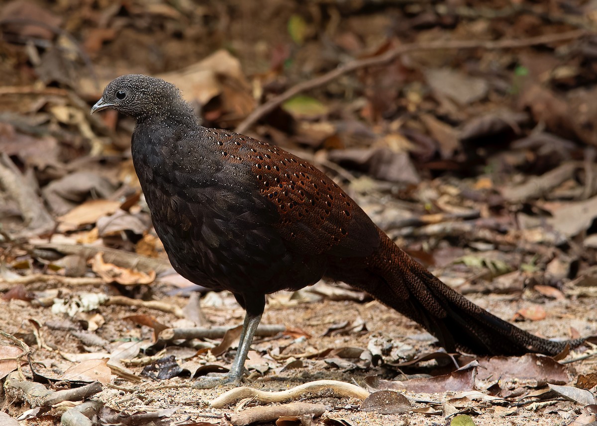 Mountain Peacock-Pheasant - Ayuwat Jearwattanakanok