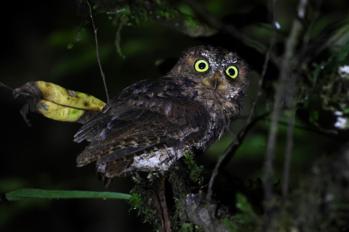 Sulawesi Scops-Owl - ML593114481