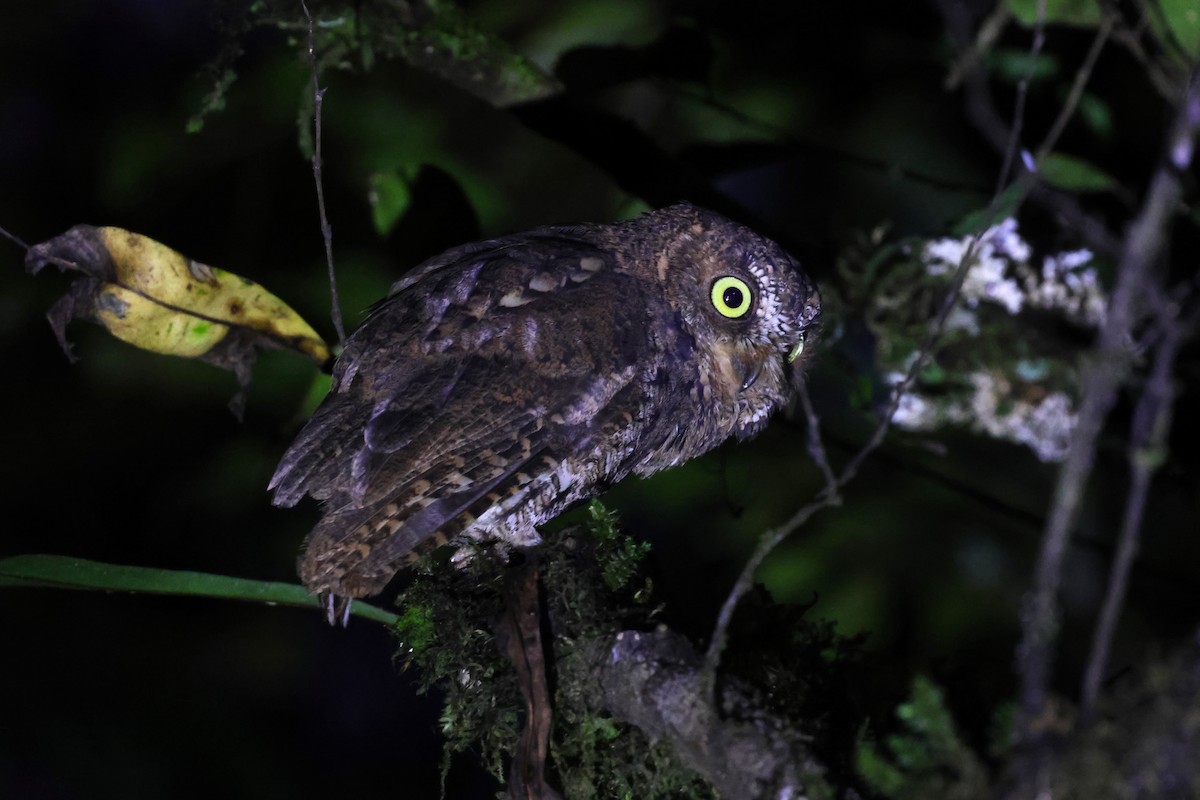 Sulawesi Scops-Owl - ML593114491