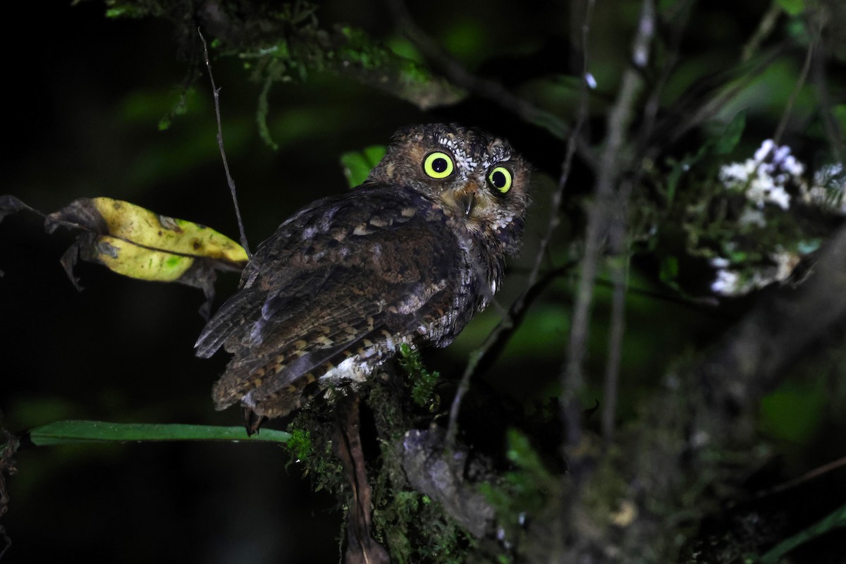 Sulawesi Scops-Owl - ML593114501