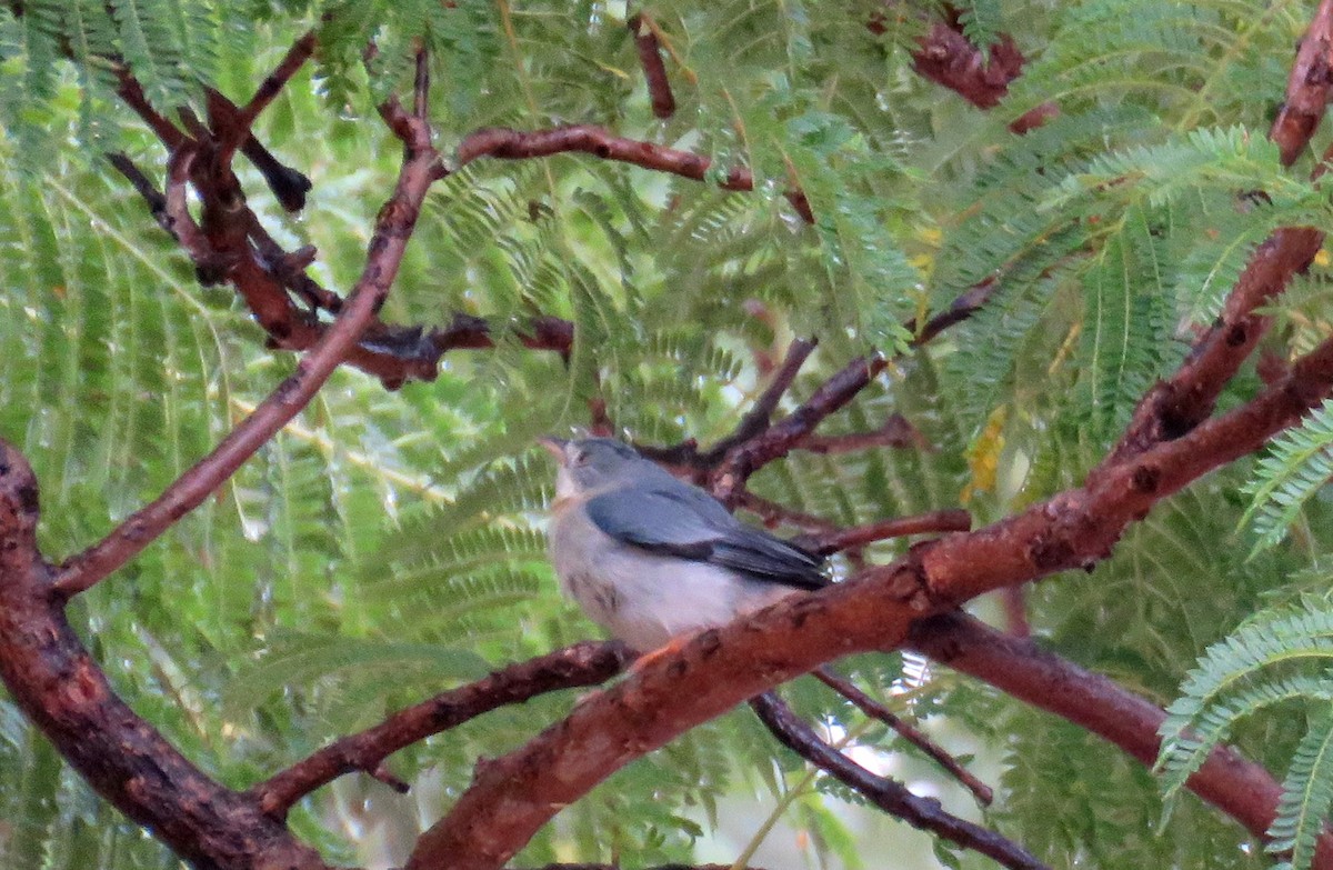Hooded Tanager - ML593115831