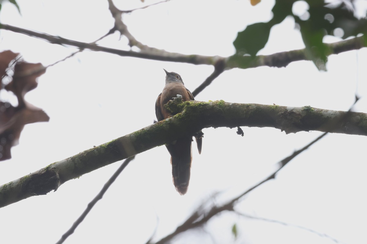 Brush Cuckoo (Sulawesi) - ML593115891