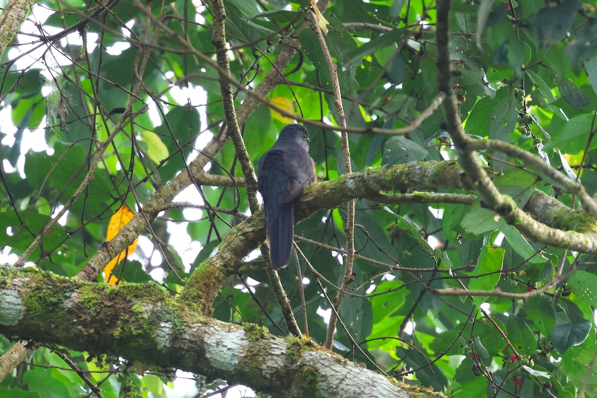 Brush Cuckoo (Sulawesi) - ML593115901