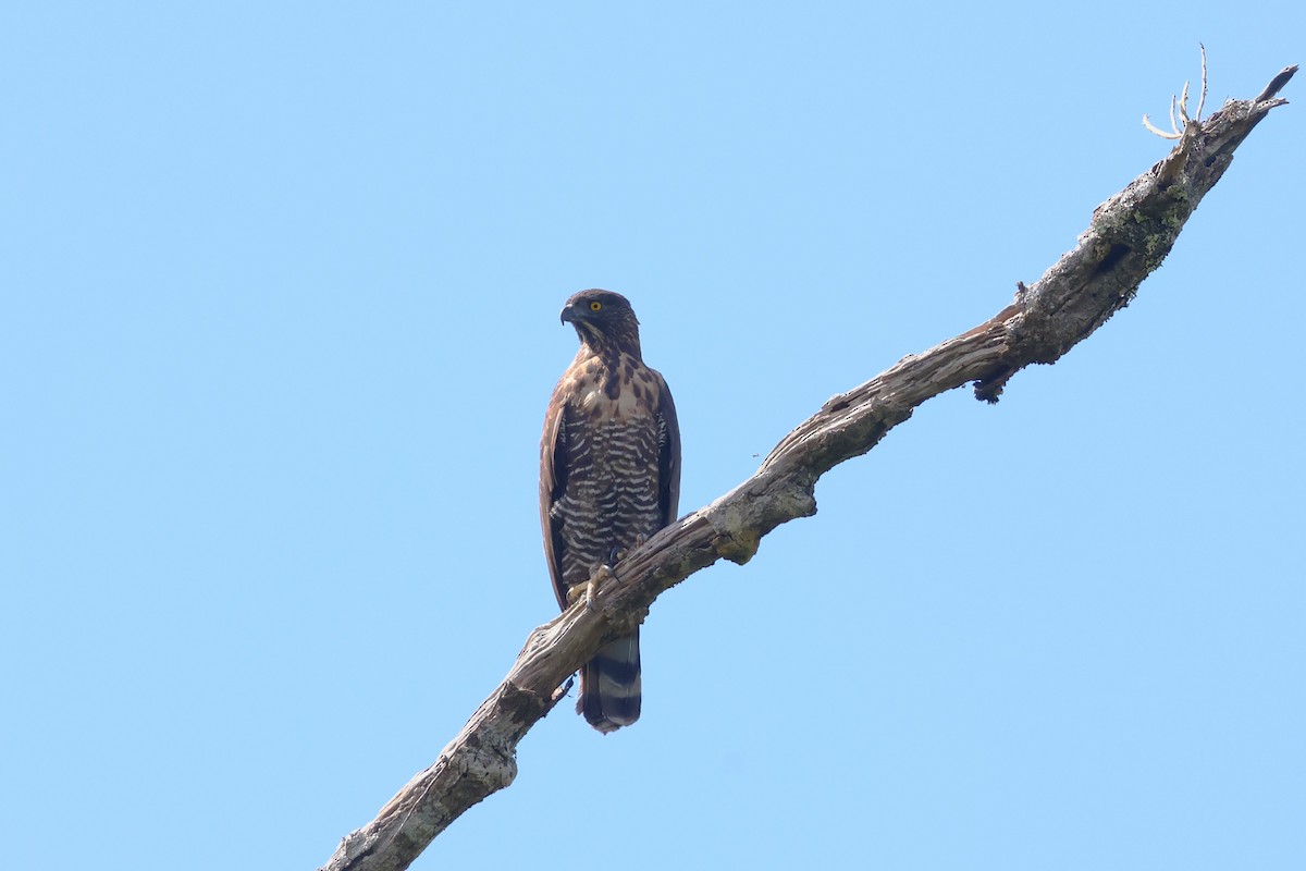 Sulawesi Hawk-Eagle - ML593116421