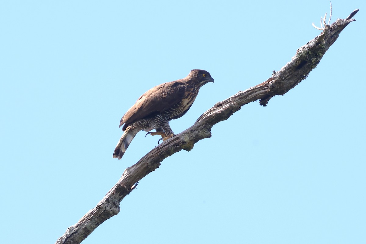 Sulawesi Hawk-Eagle - ML593116431