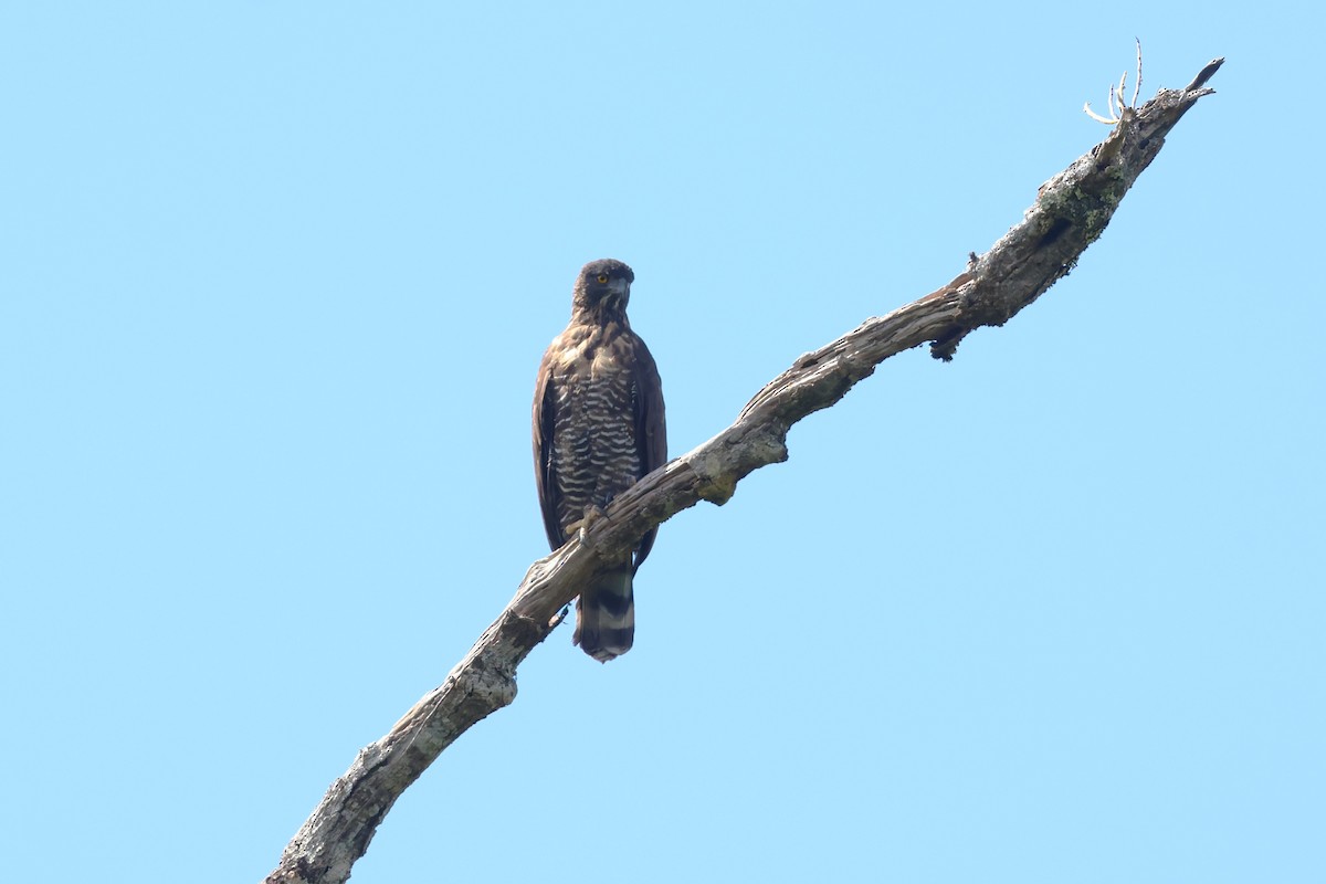 Sulawesi Hawk-Eagle - ML593116441