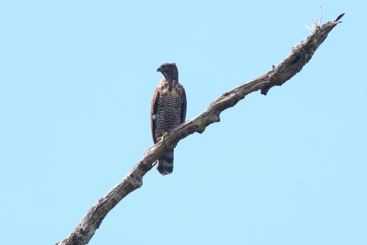 Sulawesi Hawk-Eagle - ML593116451