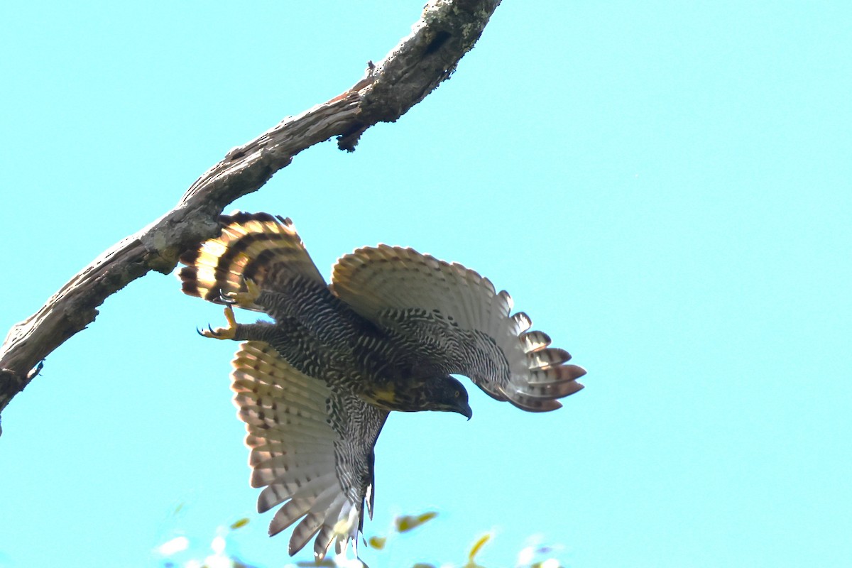 Sulawesi Hawk-Eagle - ML593116461
