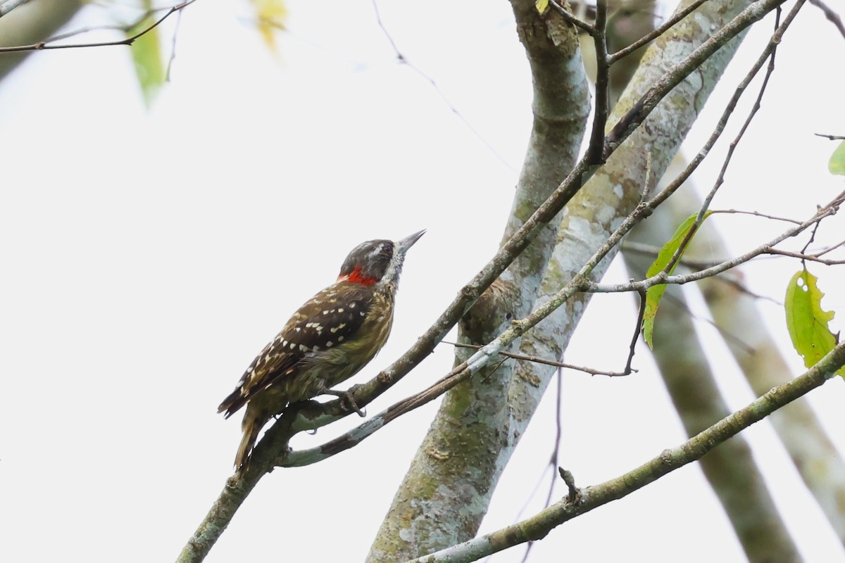 Sulawesi Pygmy Woodpecker - ML593117001