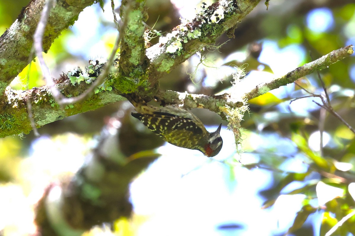 Sulawesi Pygmy Woodpecker - ML593117011