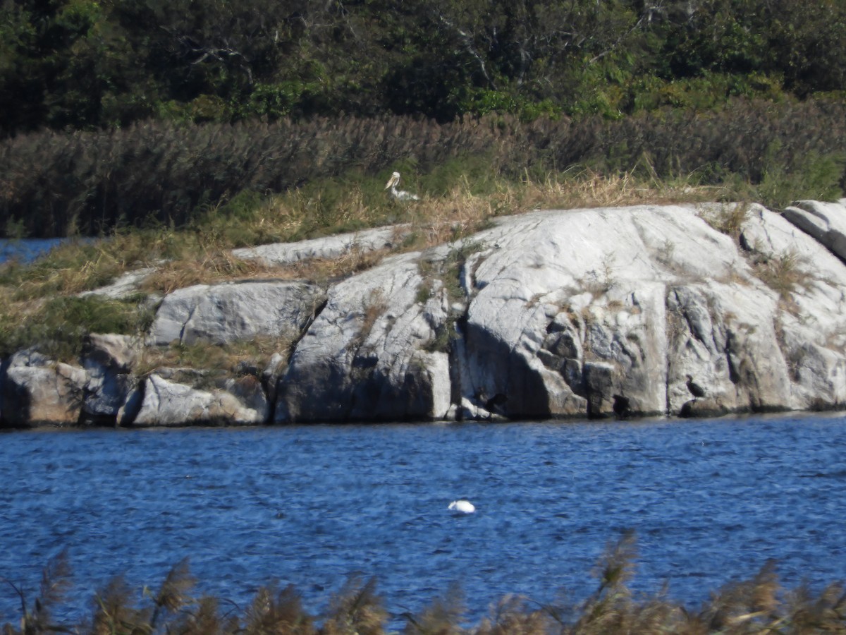 pelikán severoamerický - ML593117441