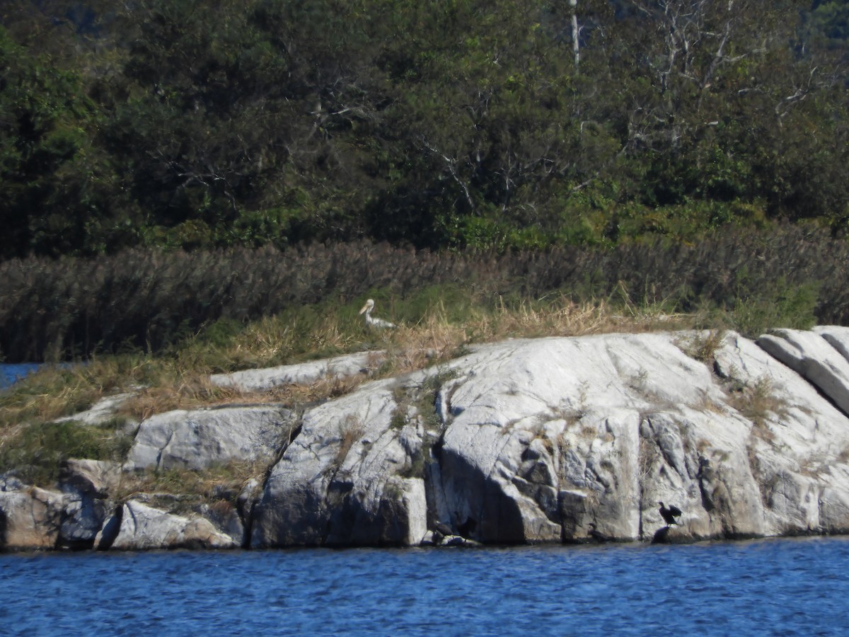 pelikán severoamerický - ML593117491