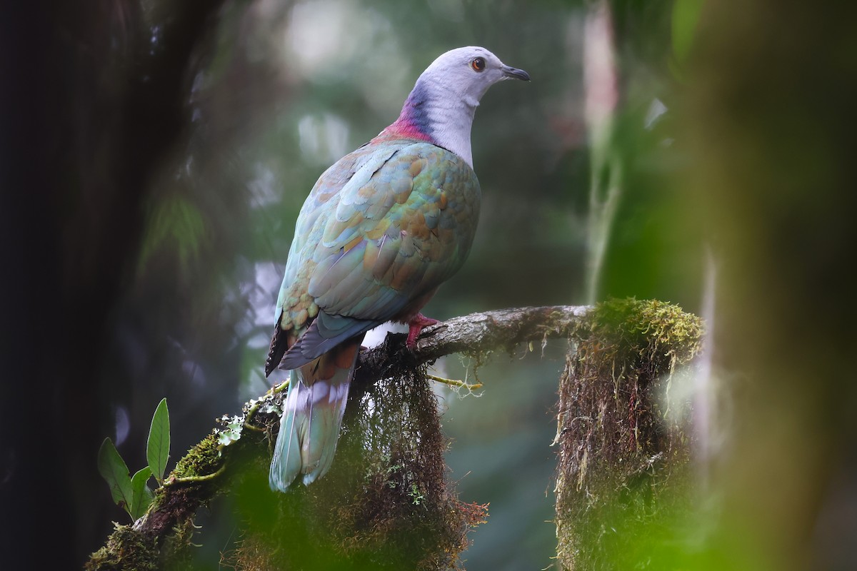 Gray-headed Imperial-Pigeon - ML593117591