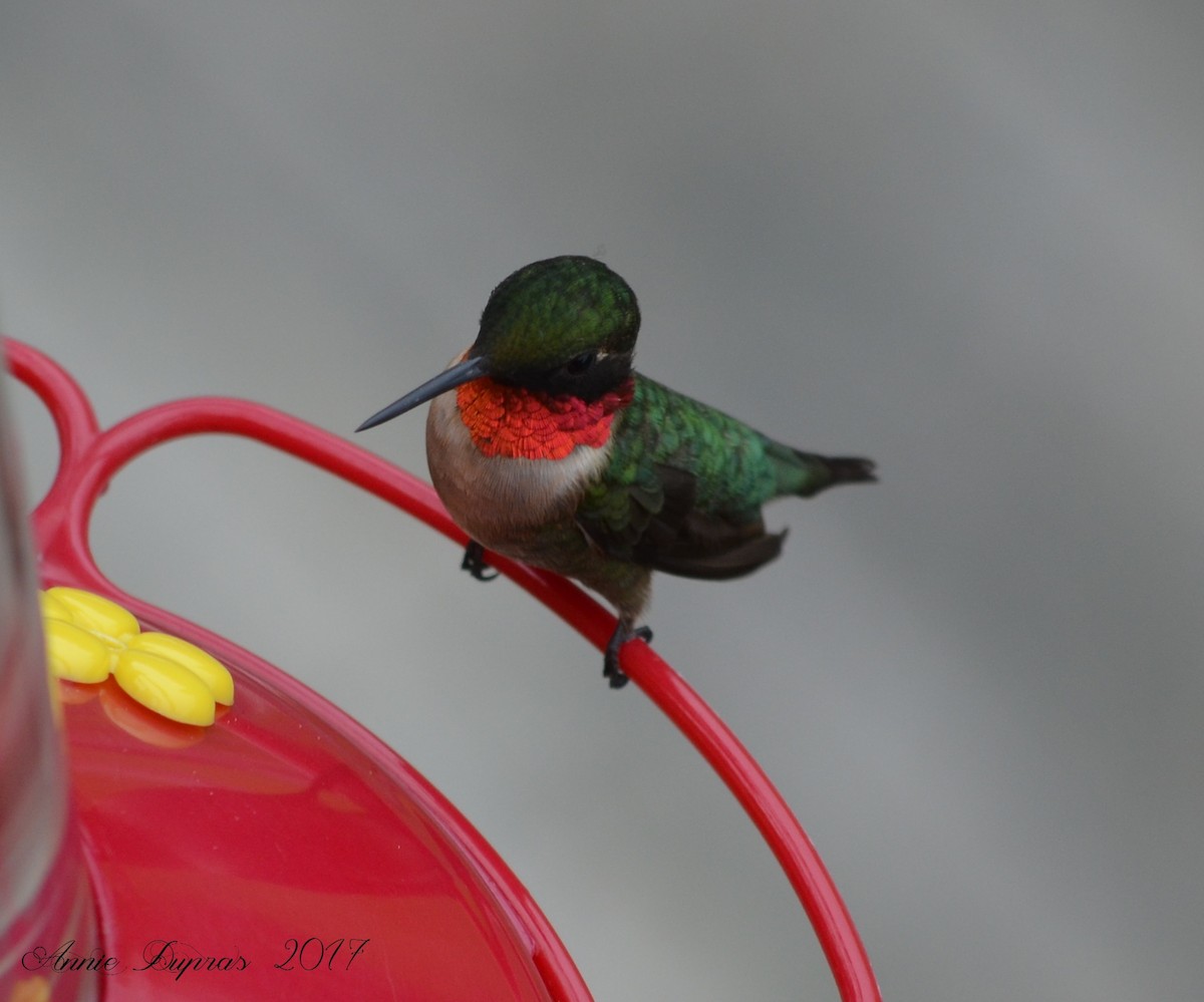 Ruby-throated Hummingbird - Annie Dupras