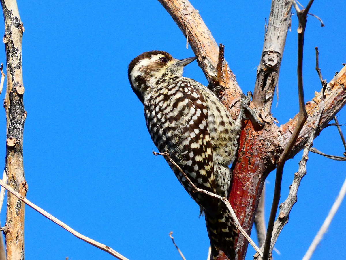 Checkered Woodpecker - ML593122271