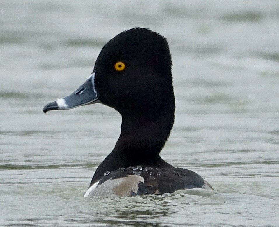 Ring-necked Duck - ML593123621