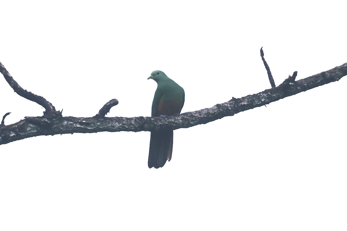 Scarlet-breasted Fruit-Dove - ML593128431