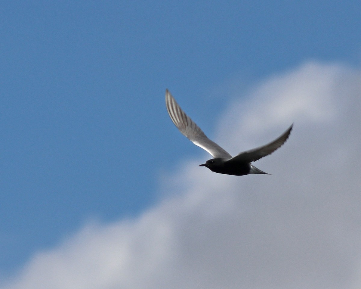 Black Tern - Kevin Smith