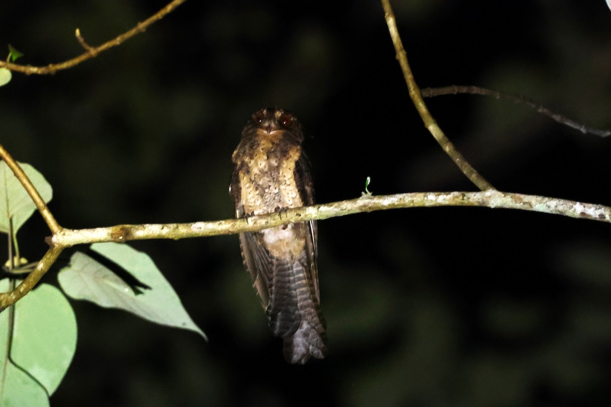Moluccan Owlet-nightjar - ML593128941