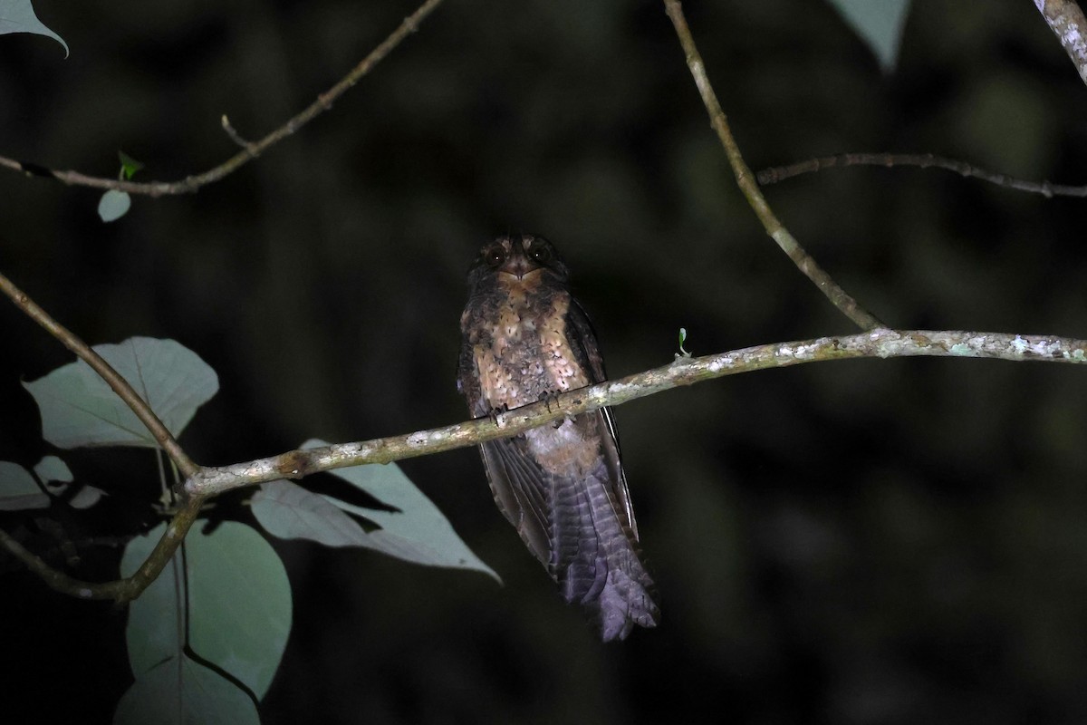 Moluccan Owlet-nightjar - ML593128951