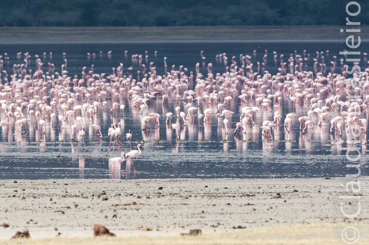 Lesser Flamingo - Claudia Brasileiro
