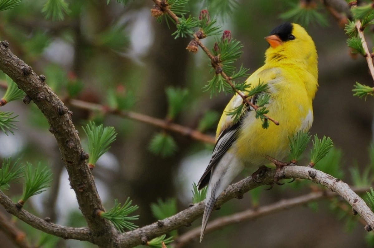 American Goldfinch - Rick Beaudon
