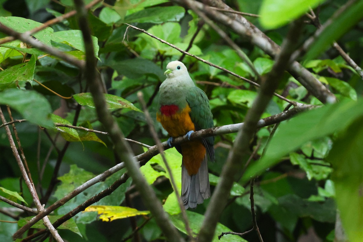Scarlet-breasted Fruit-Dove - ML593130121