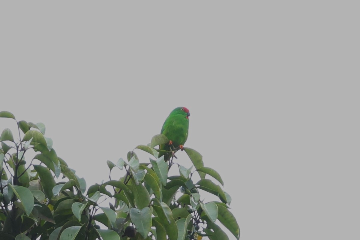Maluku Cennet Papağanı - ML593130531