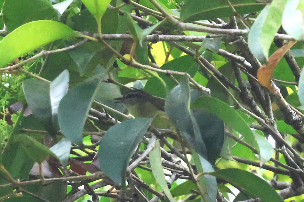 Island Leaf Warbler (Halmahera) - ML593130991