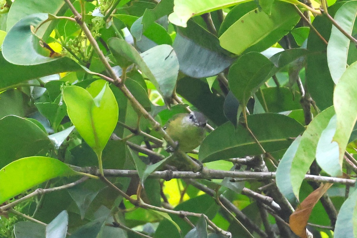 Island Leaf Warbler (Halmahera) - ML593131001