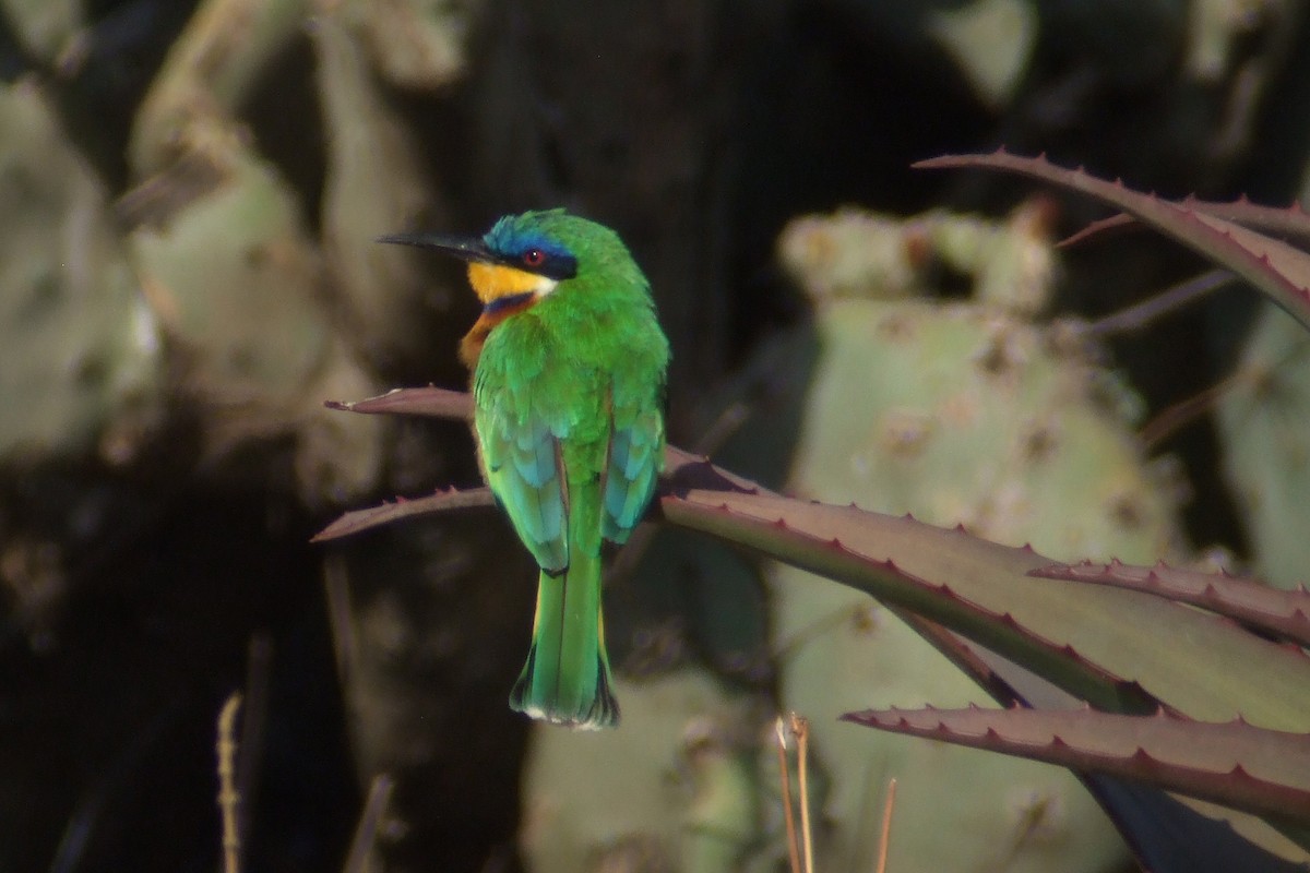 Ethiopian Bee-eater - ML593133621