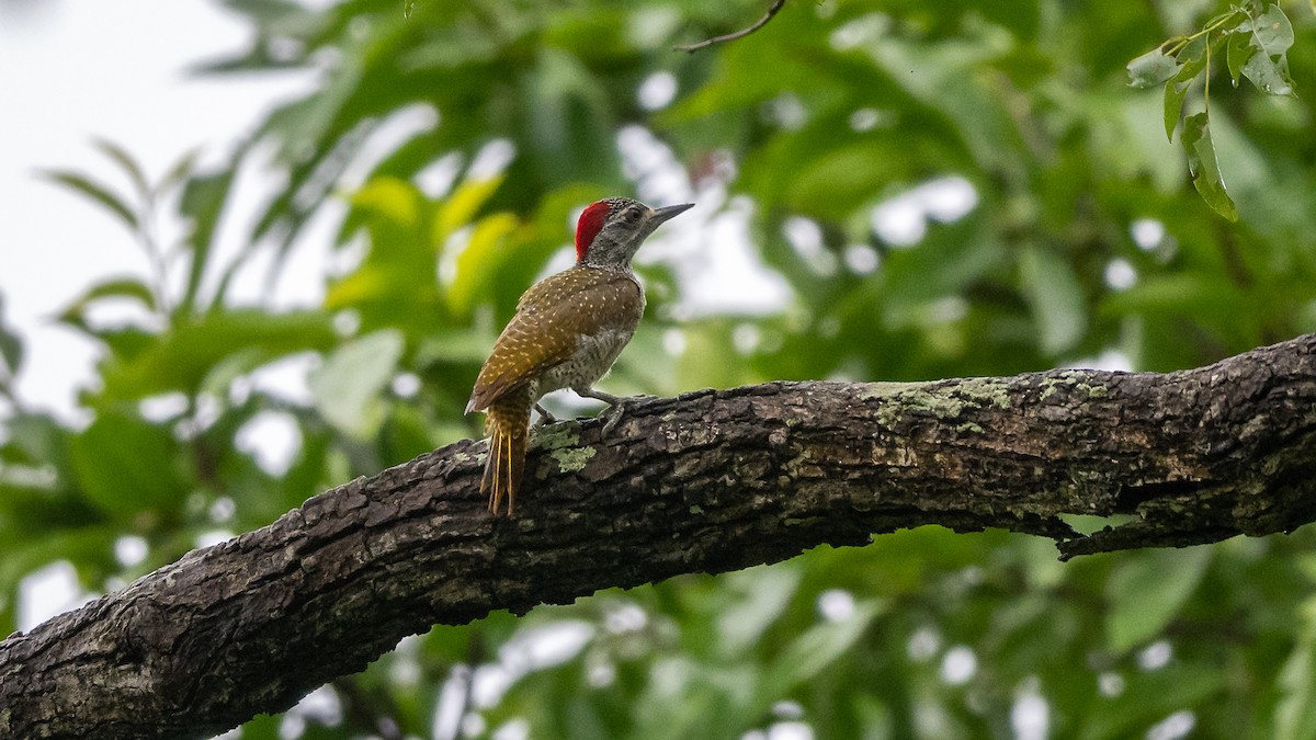 Golden-tailed Woodpecker - ML593135171